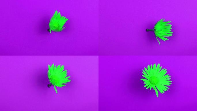 紫罗兰色背景上一朵绿花的时间流逝。明亮的颜色。慢动作4K UHD视频拍摄。侧视图。