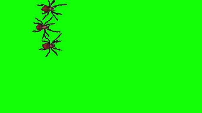 蜘蛛狼蛛行走过渡，绿色屏幕上孤立的万圣节概念，色度关键背景
