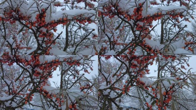 橙色沙棘上的白雪特写