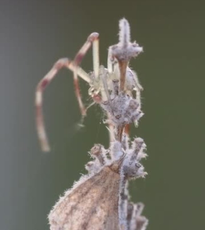 在晴天背景模糊的情况下，螃蟹蜘蛛在植物上筑网的特写镜头