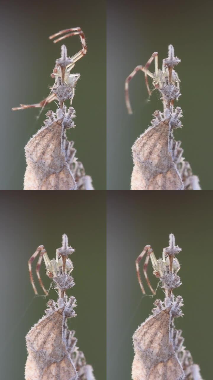 在晴天背景模糊的情况下，螃蟹蜘蛛在植物上筑网的特写镜头