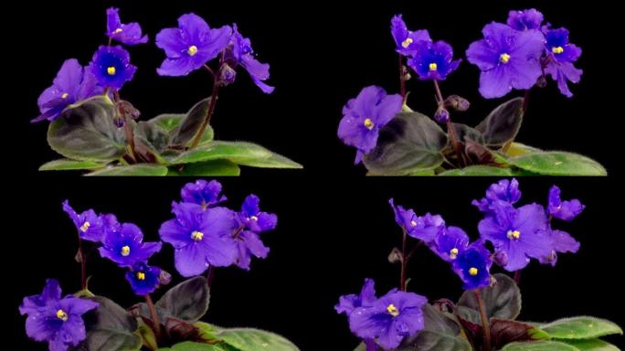 紫色圣保利亚非洲紫生长与开放的时序