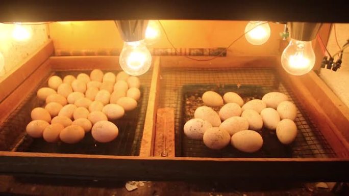 孵化鸡蛋的过程