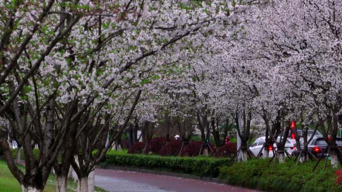 杭州滨江樱花跑道樱花很美