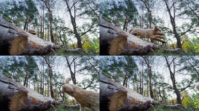 一只可爱的金狗在森林里跳过木头的慢动作