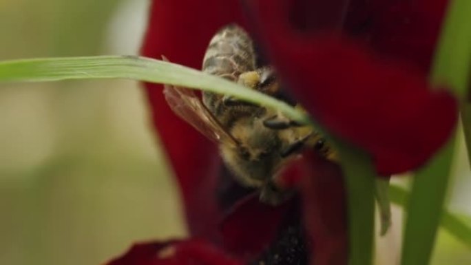 蜜蜂的特写镜头收集花粉和授粉盛开的红花并飞走