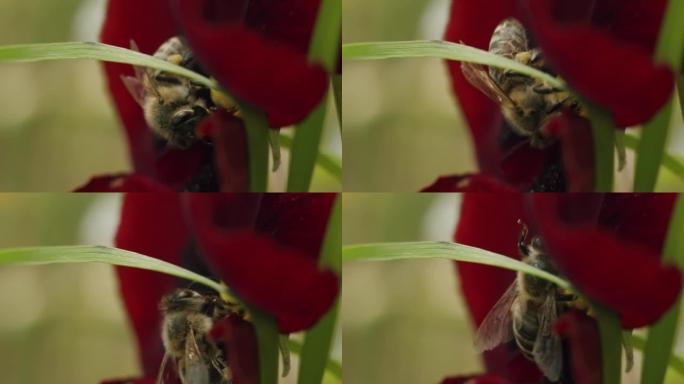 蜜蜂的特写镜头收集花粉和授粉盛开的红花并飞走