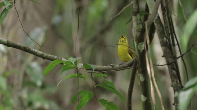 黄眉鳞茎，斯里兰卡