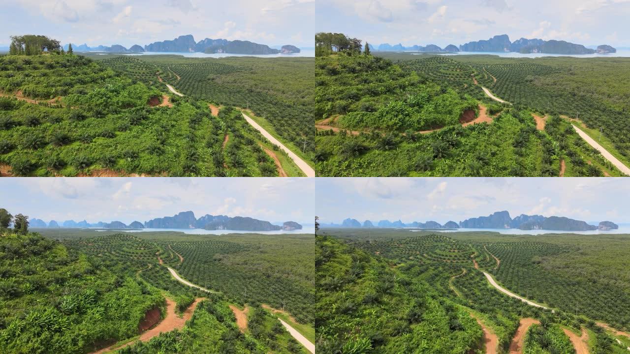 泰国油棕种植园的鸟瞰图