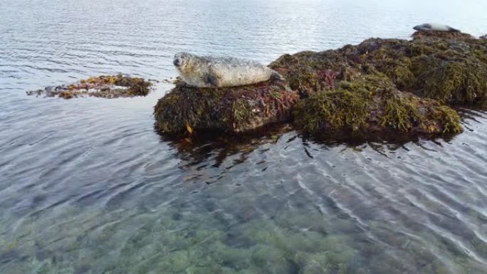 海洋海岸的海狮，自然栖息地的美丽海洋哺乳动物，原始的自然4k