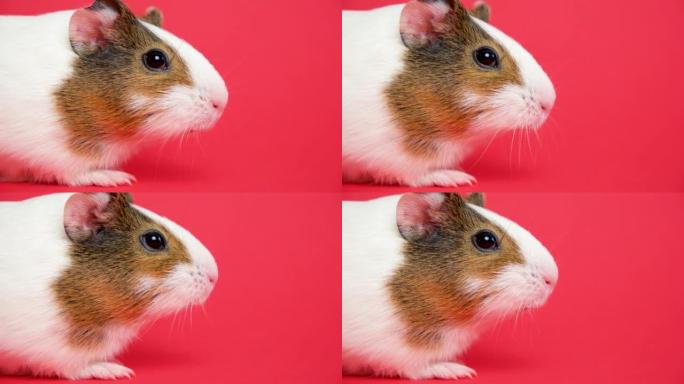 一只有趣的小豚鼠移动它的头和鼻子环顾四周。