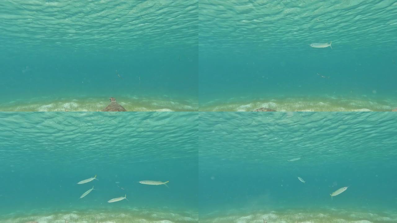 在美属维尔京群岛圣约翰的蓝水浮潜。