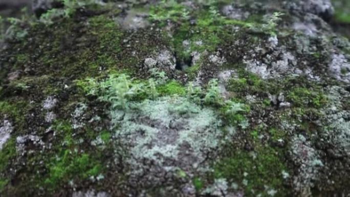 红砖墙上生长的苔藓和植物