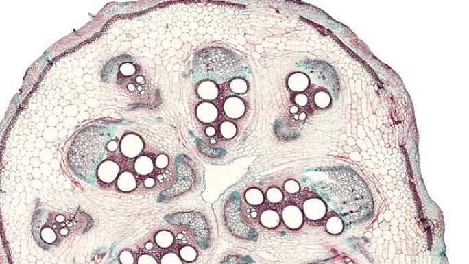 在科学显微镜动画下切割植物干细胞的横截面