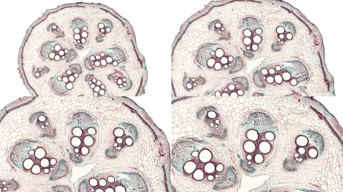 在科学显微镜动画下切割植物干细胞的横截面