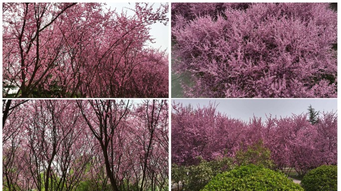 春天公园里大片紫红色梅花盛开
