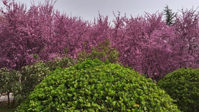 春天公园里大片紫红色梅花盛开