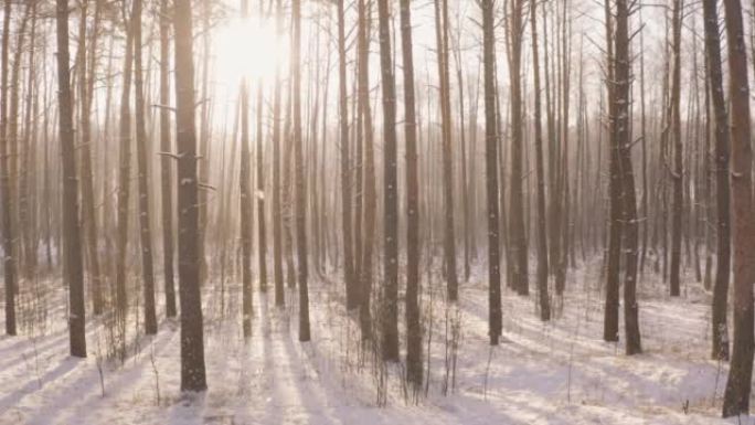 冬日风风景秀丽的白雪皑皑的森林。松树林景观。公园树林的风景。冬季霜林的自然观。白雪皑皑的针叶林