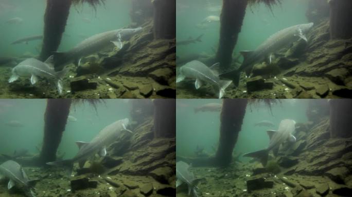 游泳白鲟鱼邦纳维尔鱼孵化场和鲟鱼中心哥伦比亚河俄勒冈州