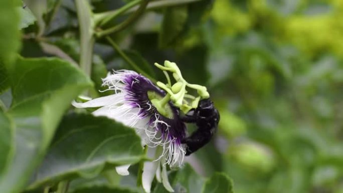 黑色大黄蜂 (bombus atratus) 在西番莲的花朵上授粉的视频