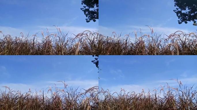低角度，平移左右马尾芦苇，大树和早晨的蓝天与云