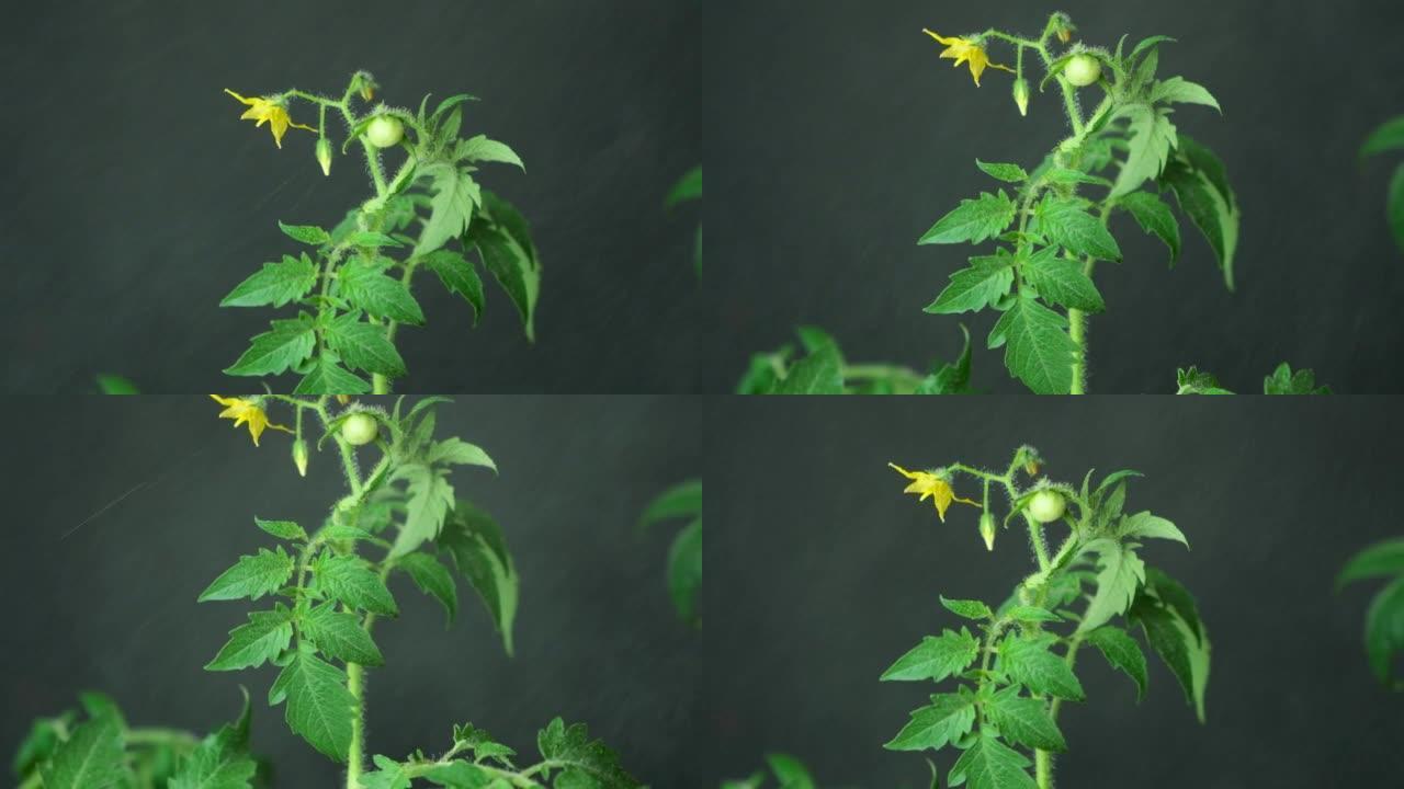 一步一步地从种子中种植西红柿。第12步-第一朵花和第一个西红柿
