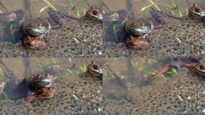 普通蛙 (Rana temporaria)，又称欧洲普通蛙，在带有山蛙卵的池塘中。青蛙产卵。复制