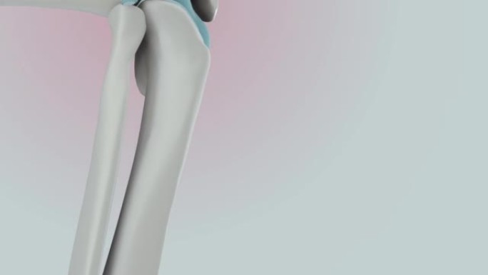 膝关节特效股骨头关节
