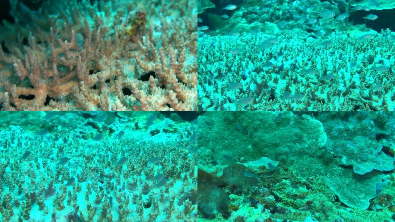 珊瑚礁和幼鱼