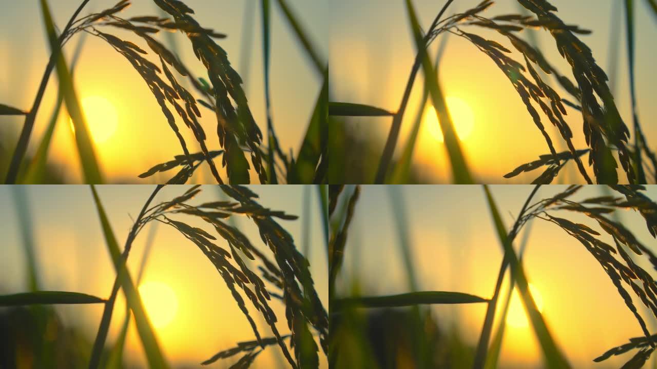 日落天空背景下的农田稻田