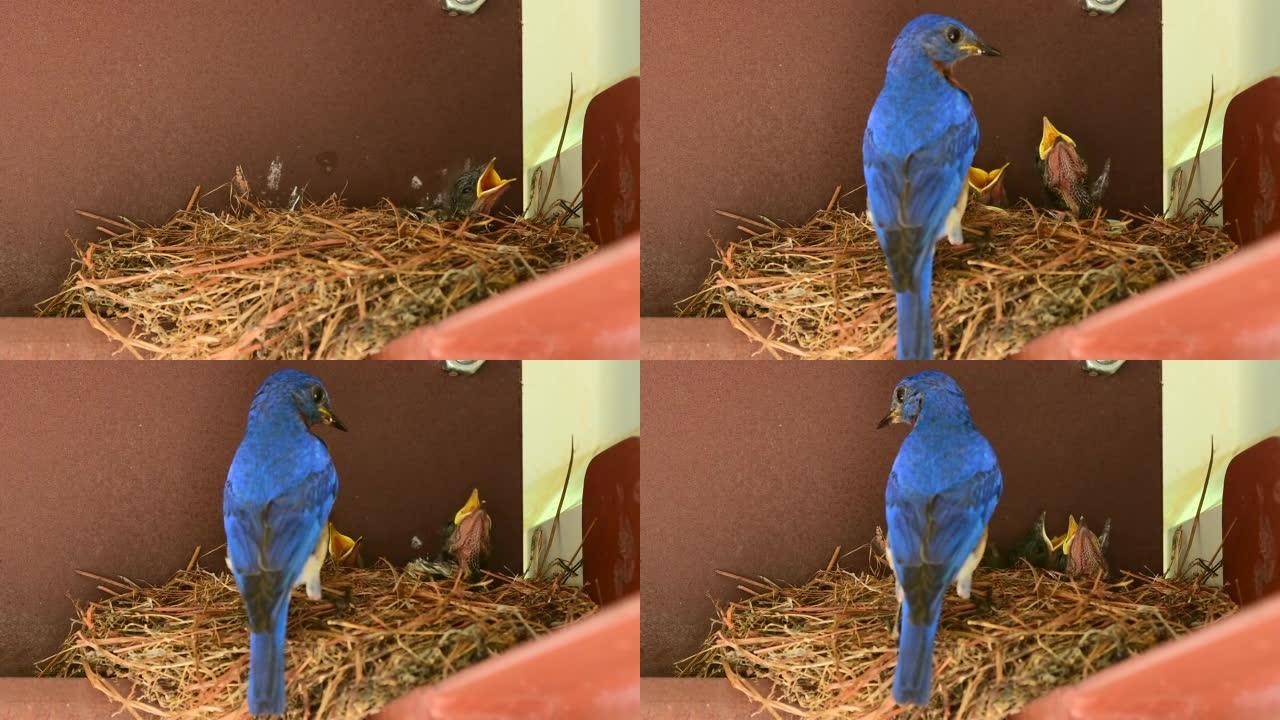 金属建筑中的蓝鸟巢，父母将蜘蛛作为小鸡的食物