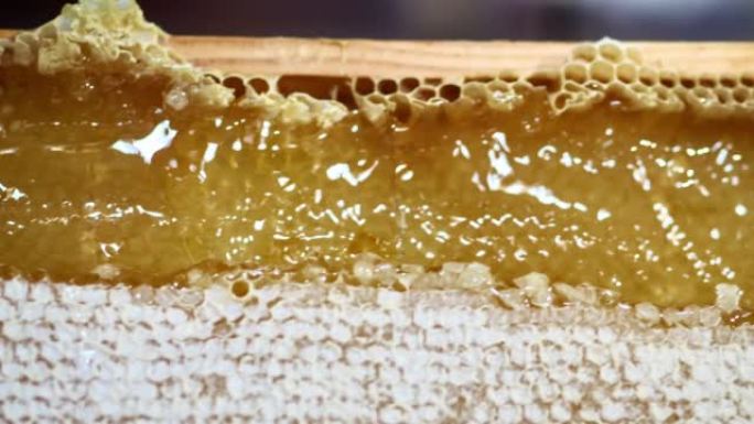 养蜂人收获新鲜金色有机生金香蜂蜜蜂巢室内