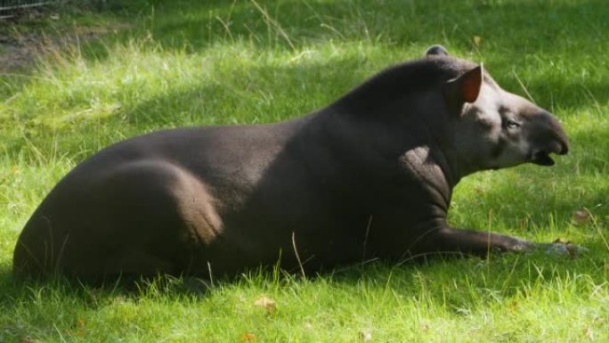 tapir的特写