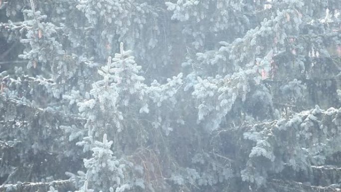 枞树雪的镜头