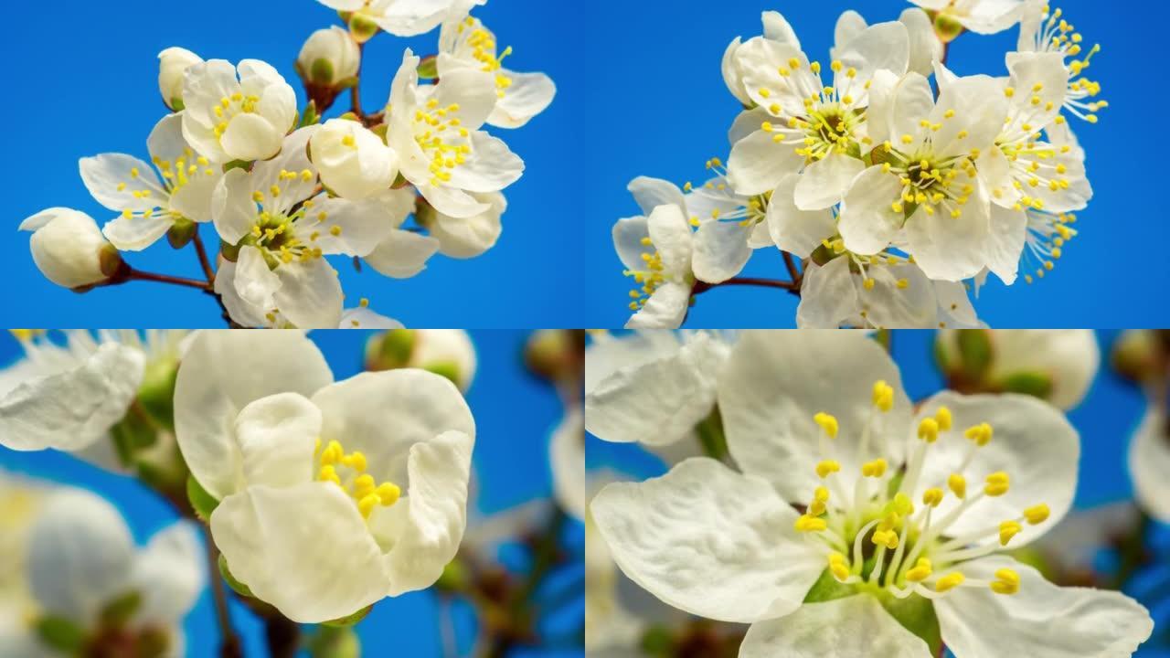 在蓝色背景下以horisontal格式盛开的野生梅花。春天的野生梅花开花。