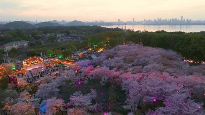 武汉东湖磨山樱花园春季风光