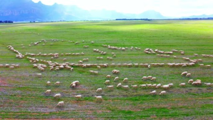 农场，农业和绵羊在草地上放牧，饮食和健康。在自然界的绿色牧场上的一群或一群健康的动物。有机，自然和可