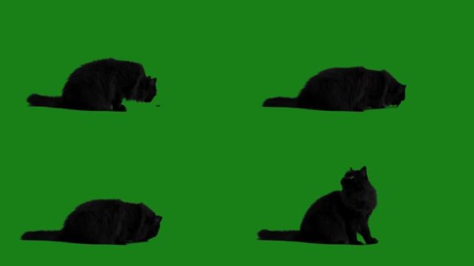 英国长发黑猫正在进食并寻找更多
