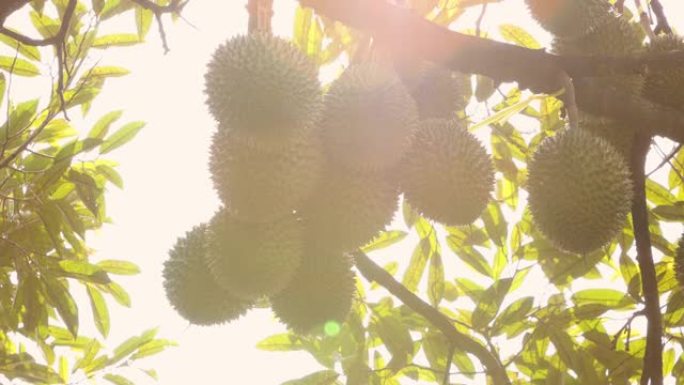 新鲜榴莲，榴莲农场，水果之王，泰国是种植榴莲的最佳地点。