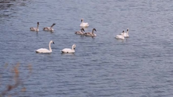 安大略湖的小号手天鹅