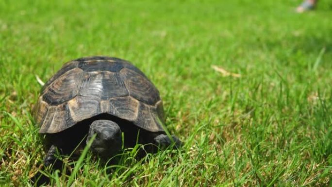 热带乌龟在绿草上爬行
