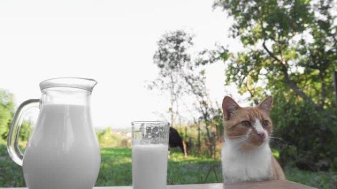 美味的饮食早餐和猫食。背景是奶牛的木桌上的玻璃瓶和玻璃杯中的新鲜牛奶。一只猫在乡下舔和喝牛奶。农场天