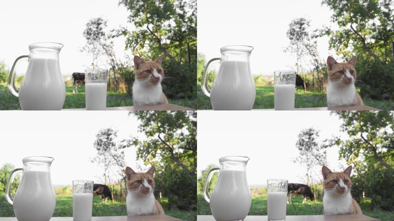 美味的饮食早餐和猫食。背景是奶牛的木桌上的玻璃瓶和玻璃杯中的新鲜牛奶。一只猫在乡下舔和喝牛奶。农场天