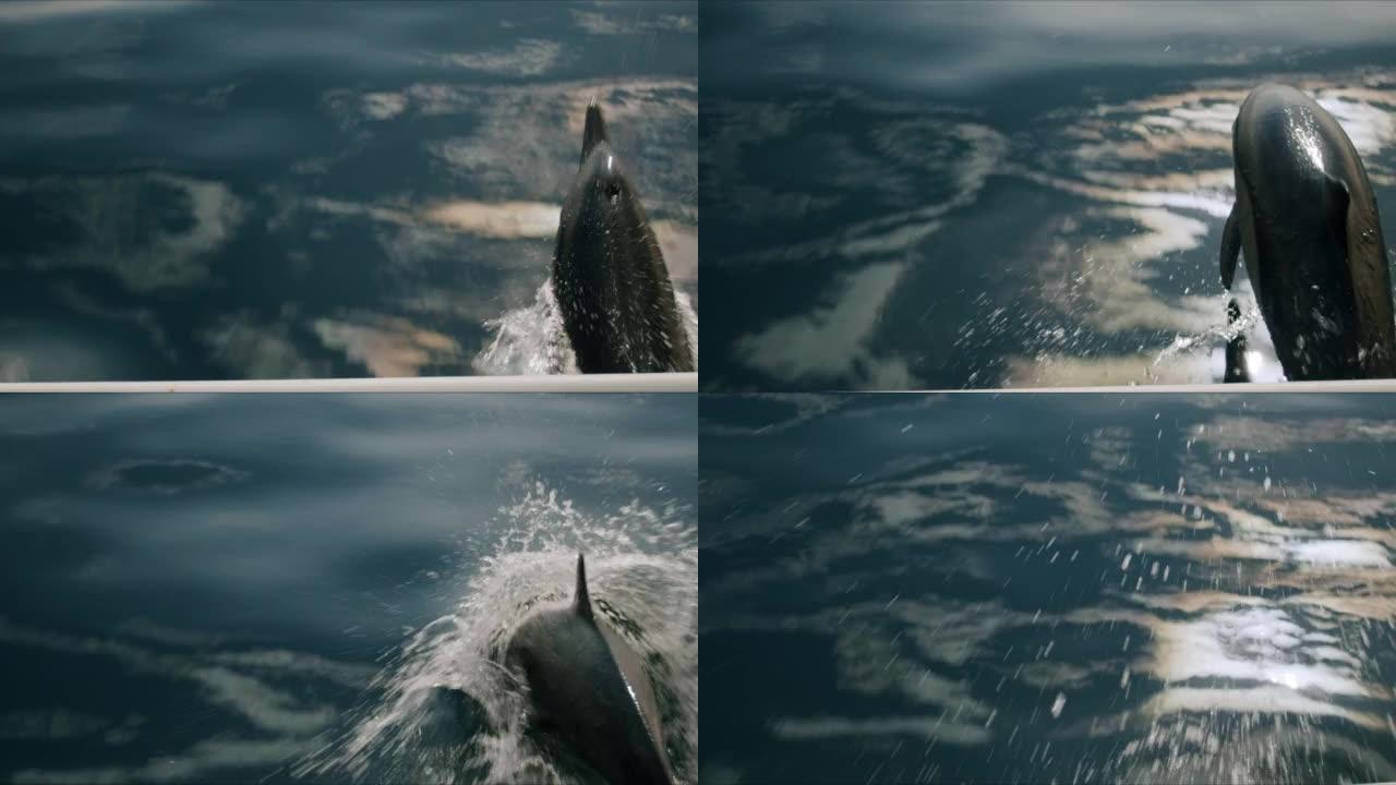海豚跃出水面就在船下面4K 48帧慢动作
