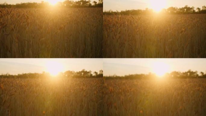 С amera在日落光线下的麦田上远离太阳