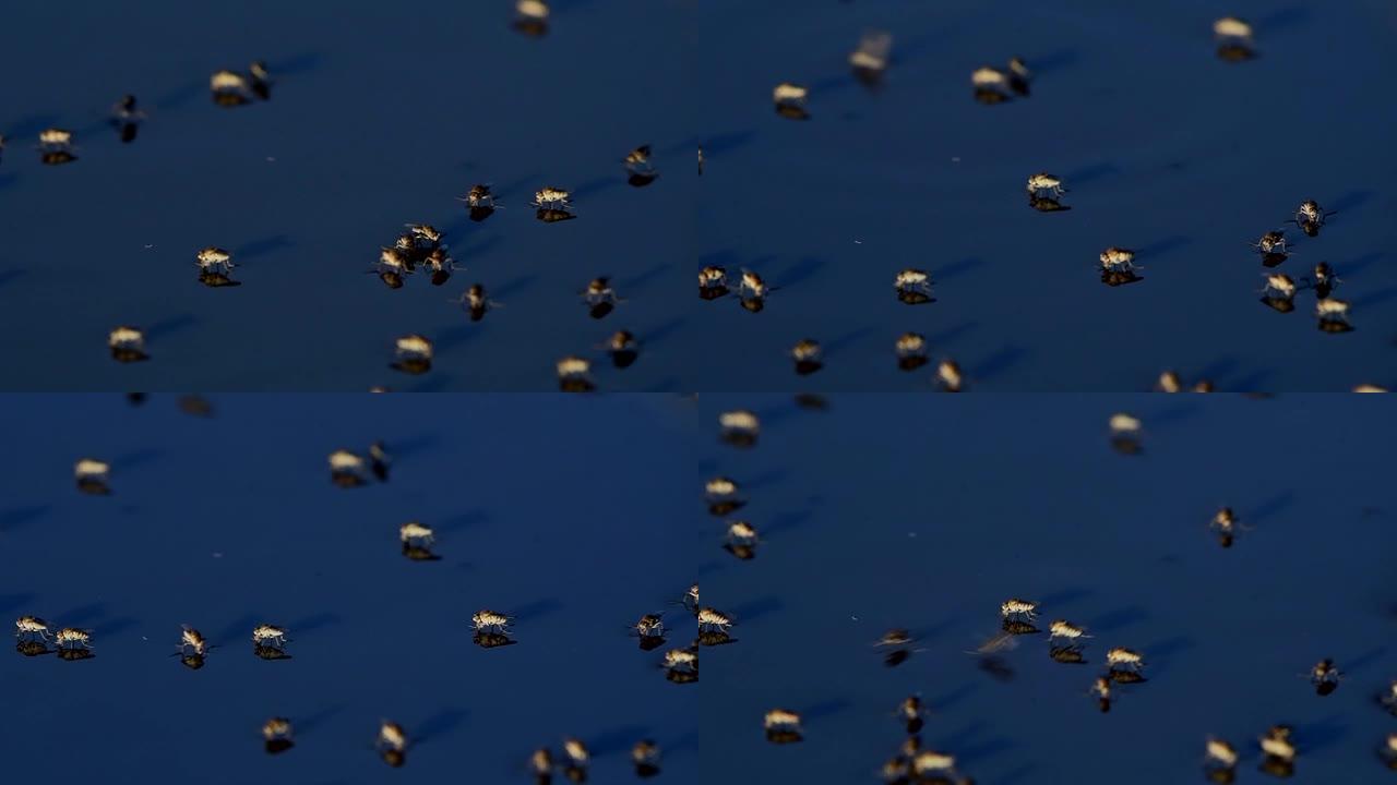 在池塘上拍摄了Brachydeutera属的双翅目的特写镜头
