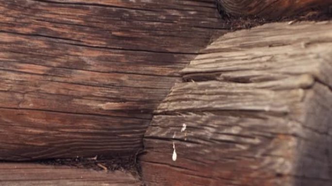 一堵原木墙的特写，一座被摧毁的木屋的残骸。