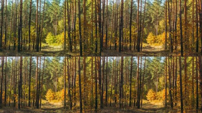 秋天的心情。从夏天的绿色到秋天的黄色。4k延时。夏秋森林过渡。季节变化概念。绿树变黄。松树林。时间流