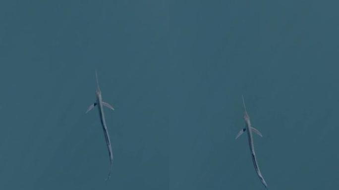 垂直拍摄一条奇怪的鱼在海洋中游泳