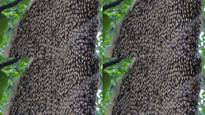 树上的蜜蜂蜂巢